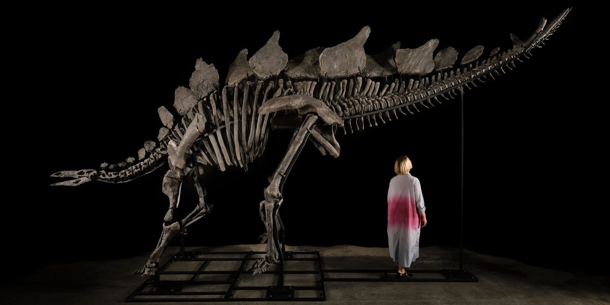 Largest Stegosaurus Fossil Discovered, Expected to Fetch $6M at Auction