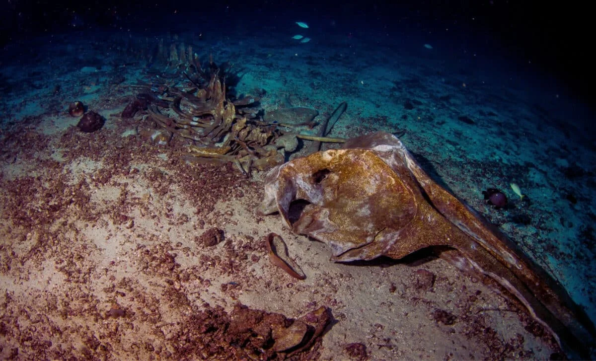 A Decade of Seafloor Silence: Deoxygenation Disrupts Deep-Sea Recycling