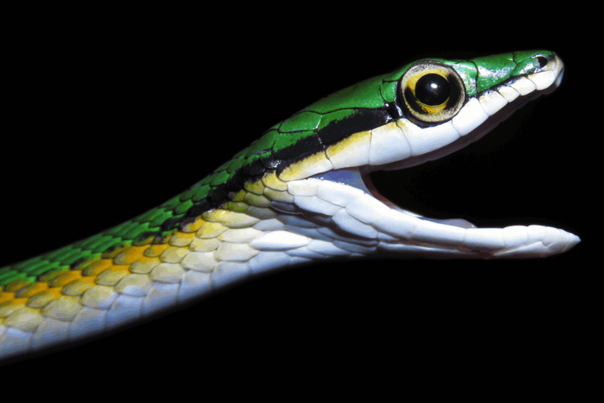 Featured image for Record Number of New Species Discovered in 2025