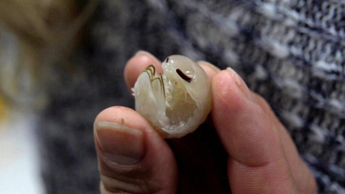 "Transparent Deep-Sea Crustacean with Giant Eyes Discovered in Bahamas"