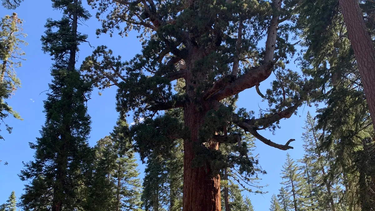 Featured image for Biden Administration Takes Action to Safeguard Old-Growth Forests from Climate Change and Threats