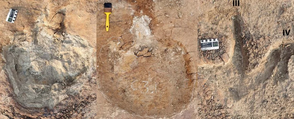 Unprecedented Dinosaur Tracks Reveal New Insights