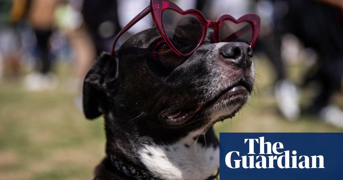 Featured image for "Animal Behavior During Eclipses: Insights from US Zoo Observations"