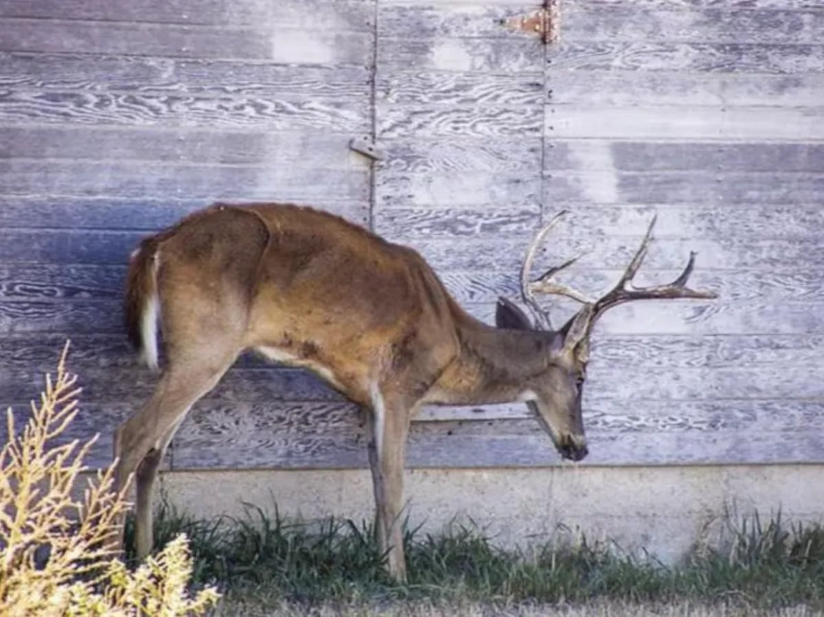 Featured image for "Fatal Consequences: Consumption of CWD-Infected Venison Leads to Hunter Deaths"