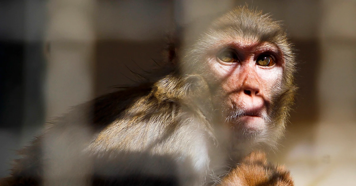 Featured image for Police Alert: 40 Monkeys on the Loose from SC Research Facility