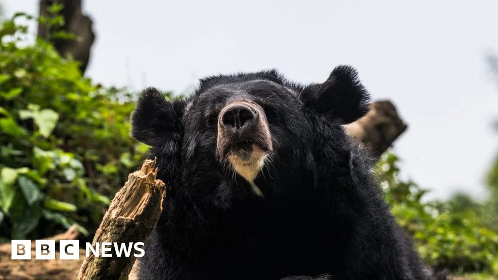 Japan introduces bear meat vending machine.
