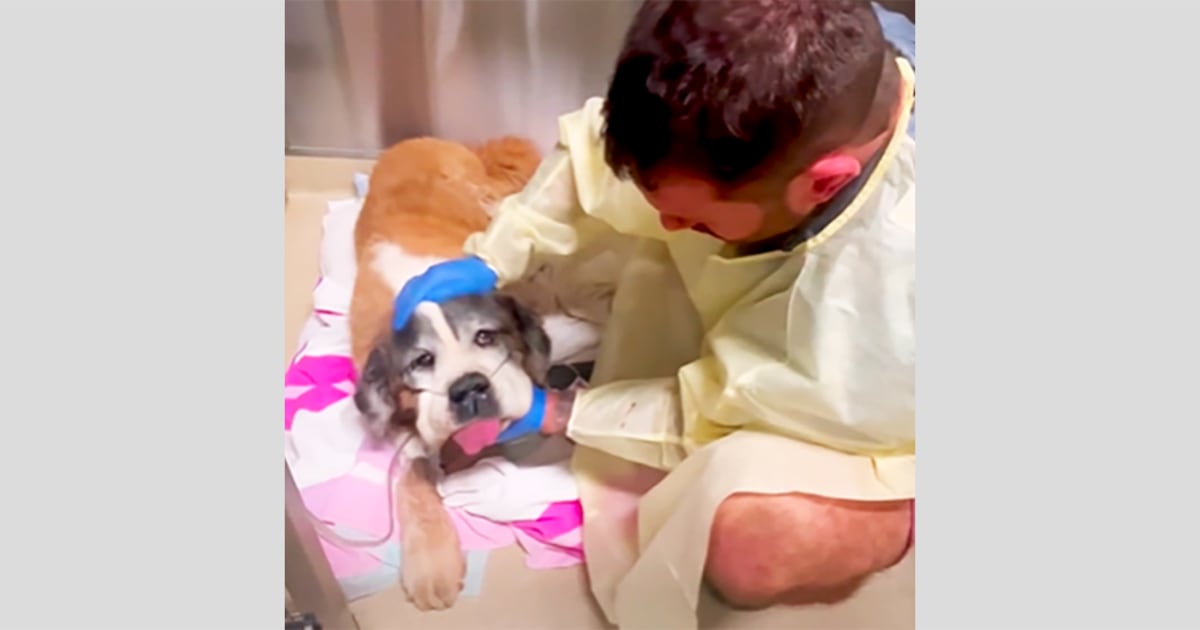 Featured image for Animal Sanctuary Overcomes Pneumonia Outbreak with TikTok Support