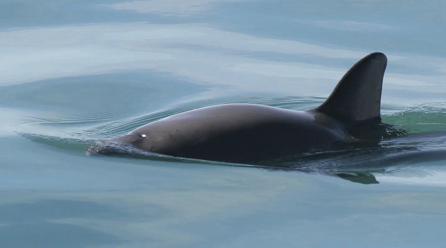 Featured image for Hunt for Endangered Porpoises in Mexico.