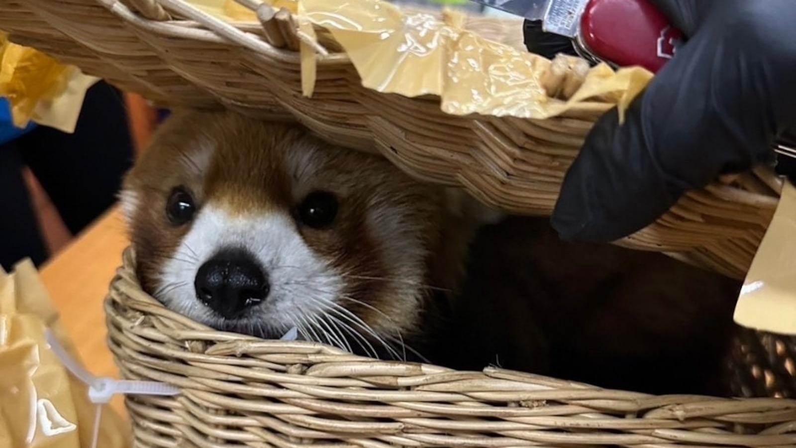 Featured image for Endangered Red Panda Discovered in Smugglers' Luggage at Bangkok Airport