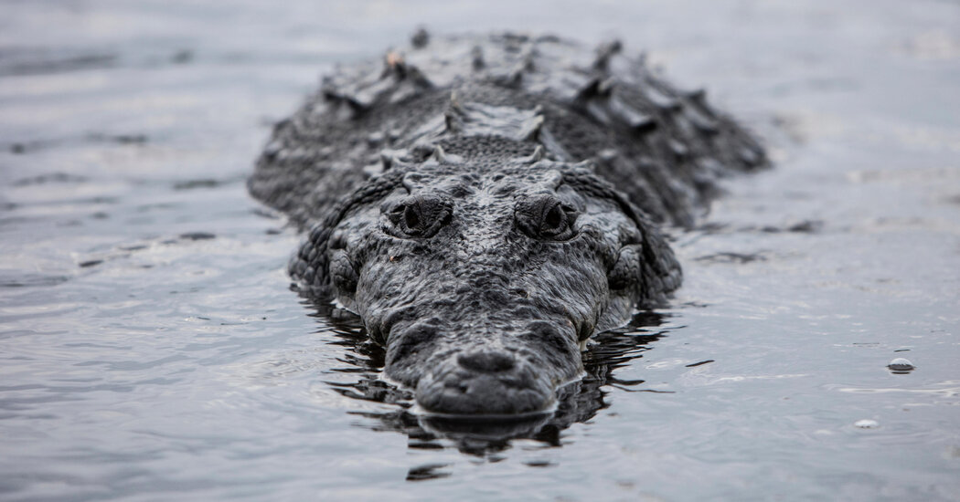 The Mystery of Virgin Births in Crocodiles and Dinosaurs Unveiled