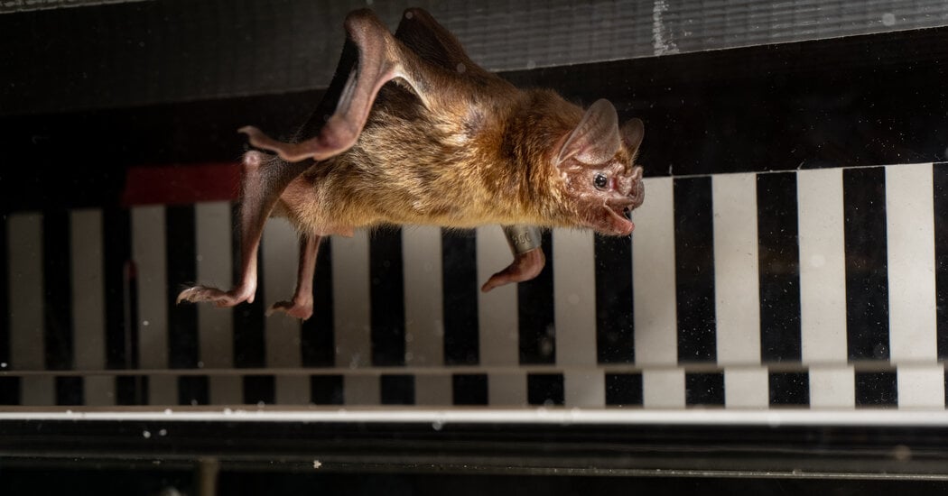 Featured image for Can You Outpace a Vampire Bat?