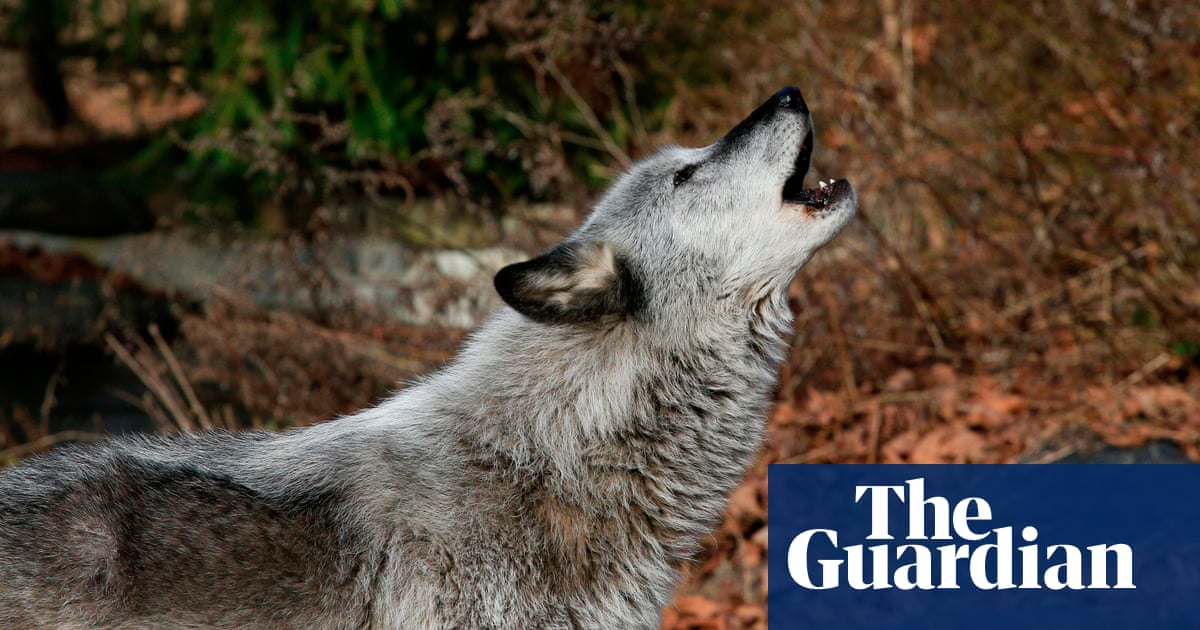 Featured image for "Wild and Untamed: 10 Fascinating Tales of Wolves"