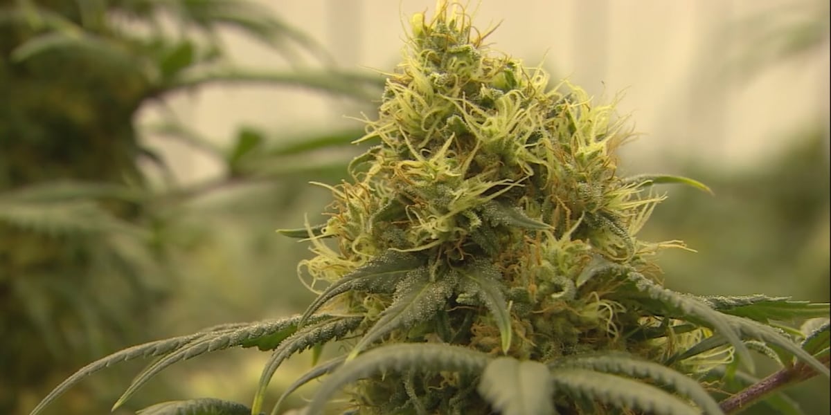 Featured image for Ohio's Impending Legalization of Recreational Marijuana: What You Need to Know