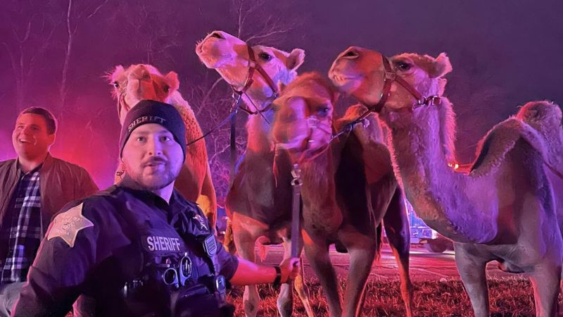 "Camels and Zebras Rescued from Interstate Semi Fire in Indiana"