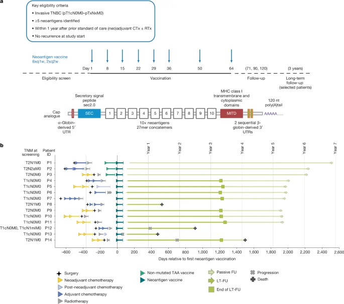Tailored mRNA vaccines spark durable T cell immunity in adjuvant TNBC