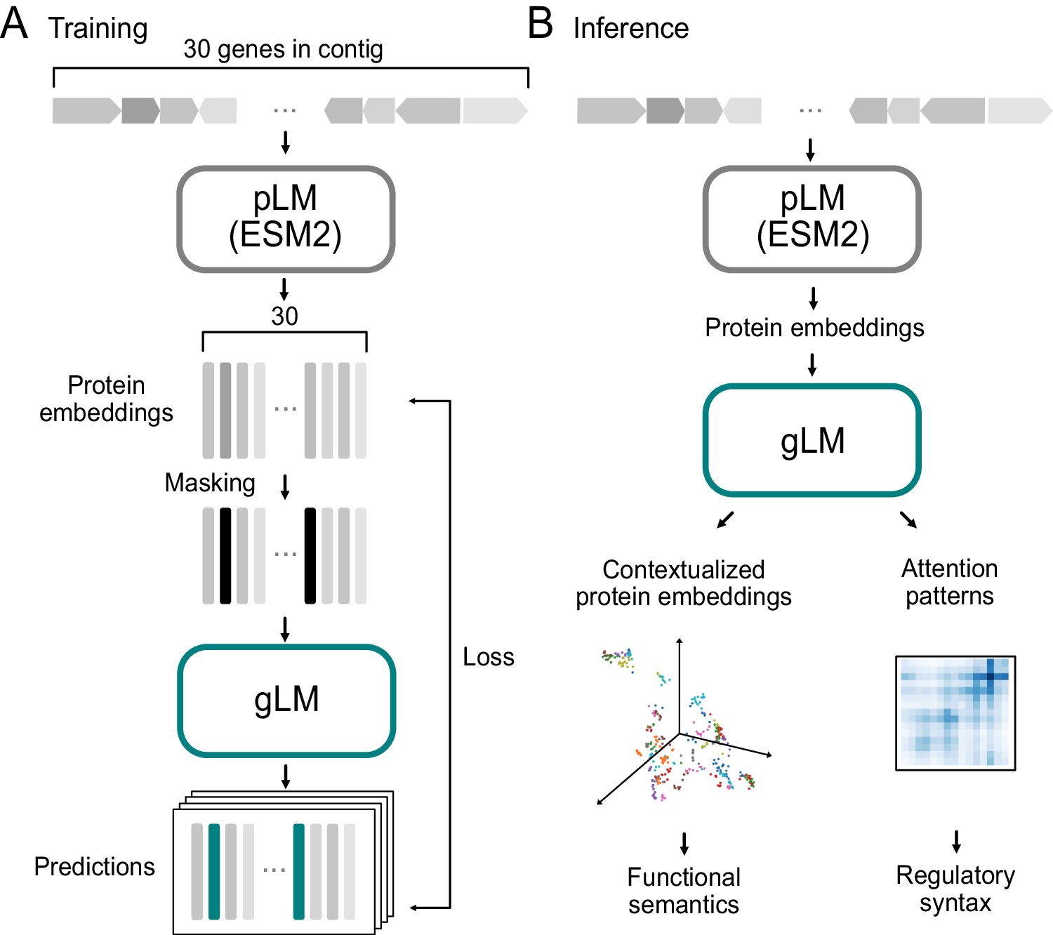Featured image for "AI Unlocks Genomic Language for Biological Insights"