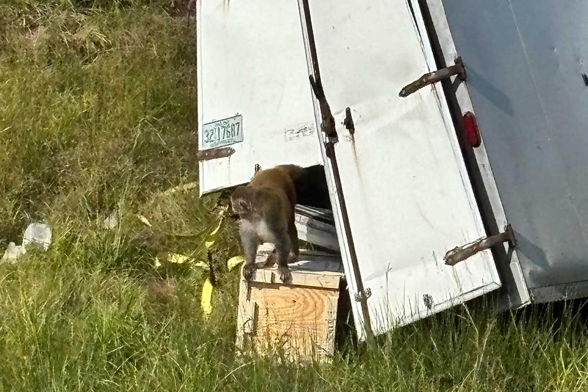 Featured image for Lab Monkeys Escape After Truck Crash in Mississippi, Are Still Missing