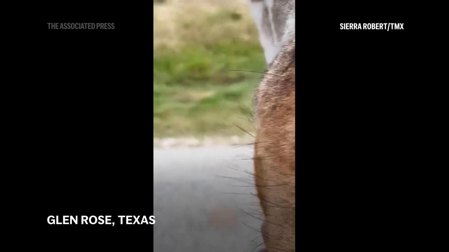 Featured image for Giraffe Lifts Toddler from Truck at Texas Safari