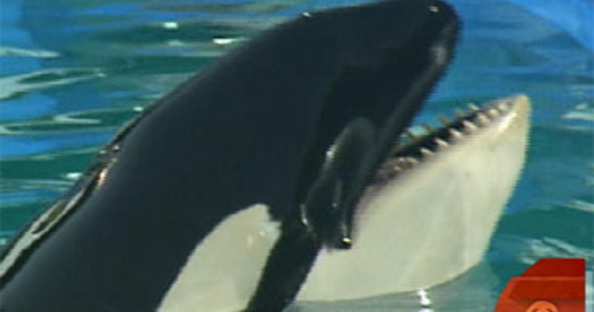 Featured image for Beloved Captive Orca Lolita Dies at Miami Seaquarium