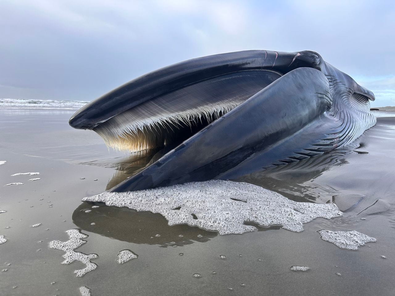Featured image for "Endangered Underweight Whale Found Dead on Oregon Coast"