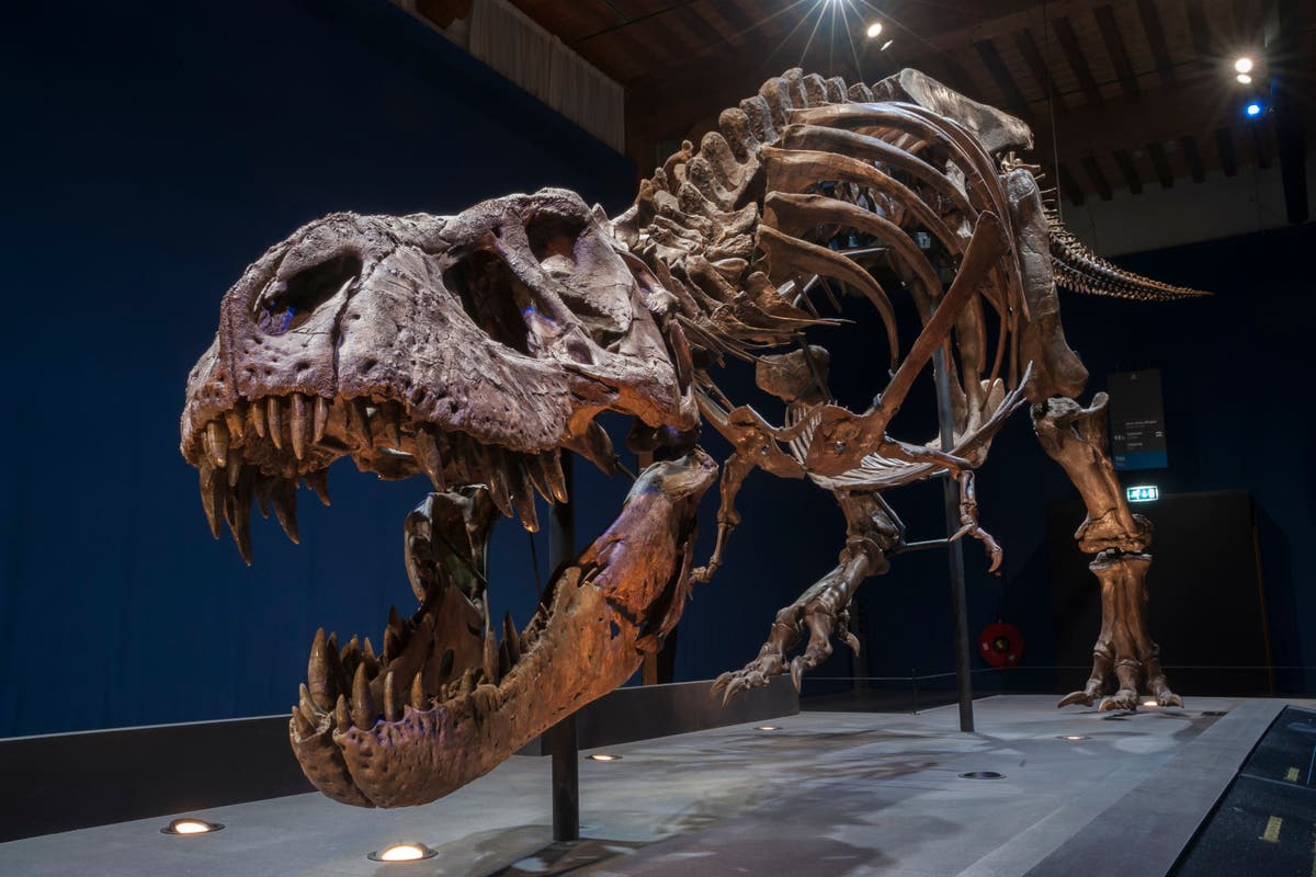 Featured image for "Tyrannosaur Fossil Unveils Prehistoric Last Meal"