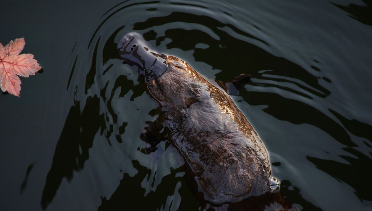 Featured image for Venomous Mammal Delivers Potent and Painful Sting