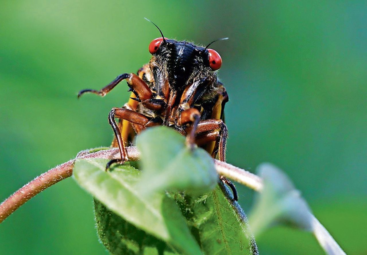 "2024: Unprecedented Cicada Invasion Sweeps Midwest After 200-Year Absence"
