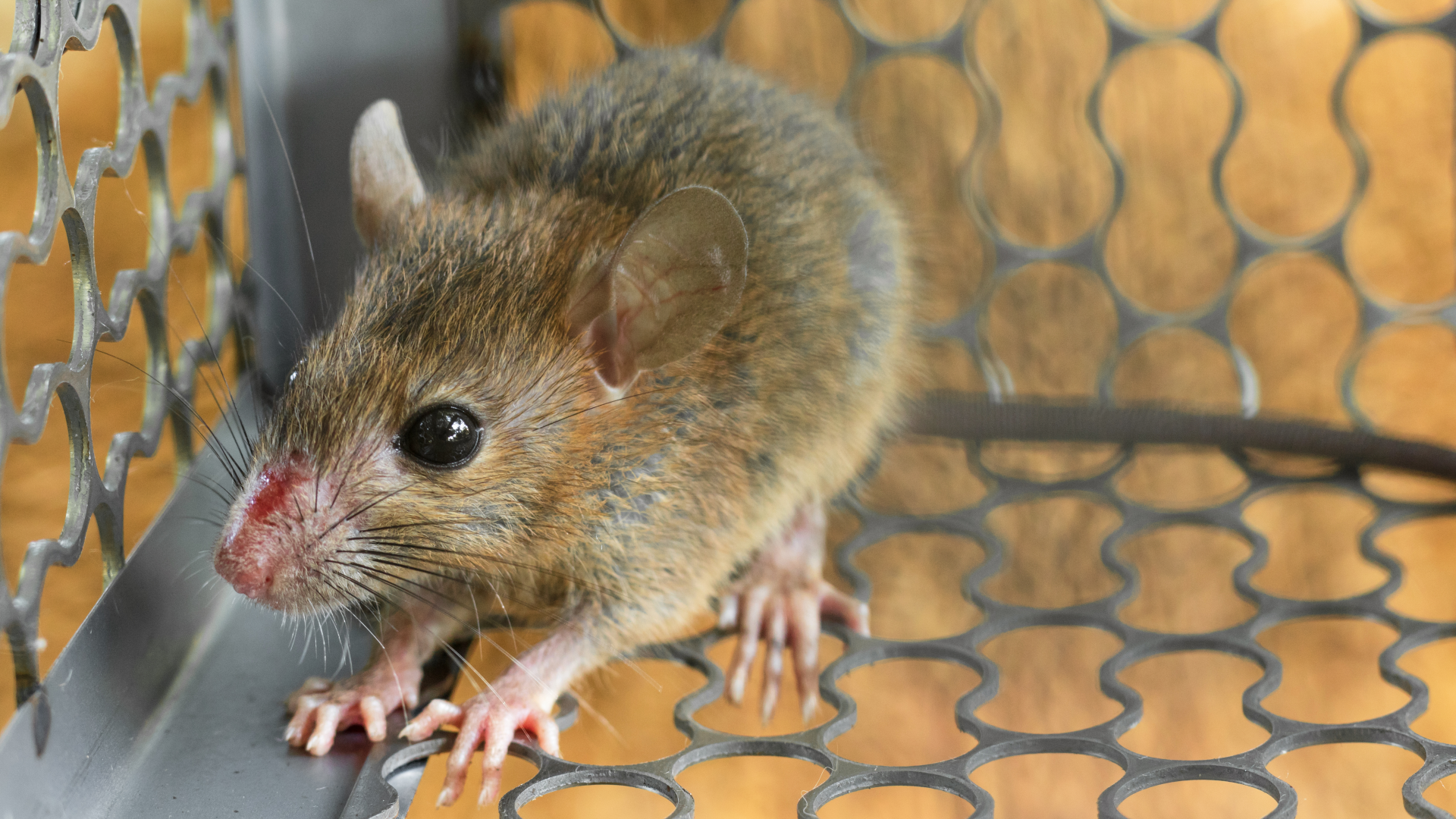 Scientists achieve remarkable cure for breast cancer in mice within two weeks.