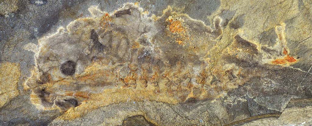Featured image for Jurassic Tadpole Fossil Unearthed in Argentina Sets New Record