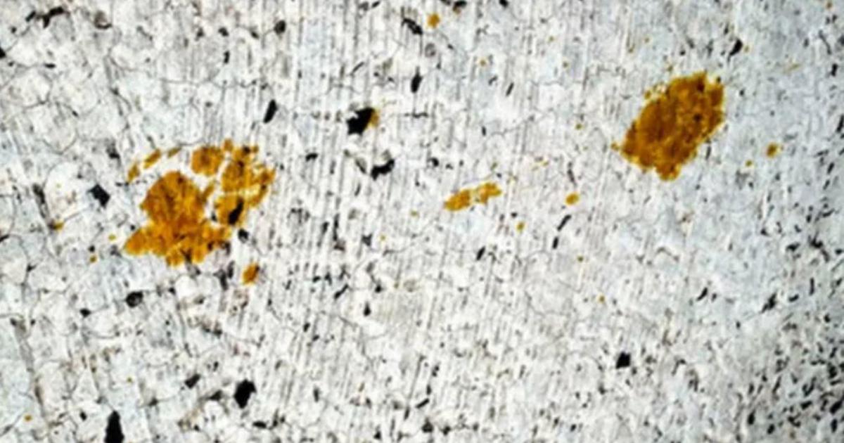 Featured image for Toxic Chemical Cat on the Loose in Japanese City Sparks Health Warning