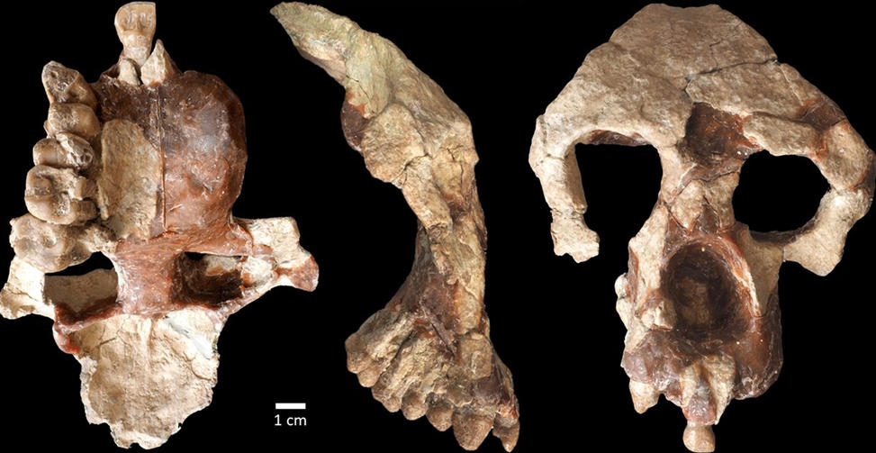 Featured image for Ancient Fossil Ape Shakes Up Human Origins Theories