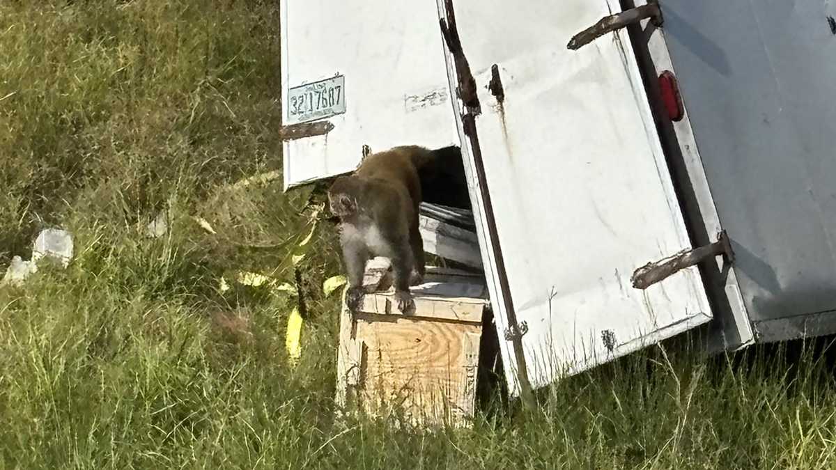 Featured image for Aggressive Disease-Carrying Monkeys Escape After Truck Crash in Mississippi