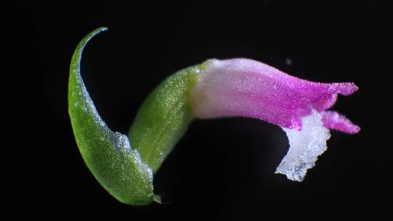 Glass-like Orchid Discovered in Japan's Familiar Species
