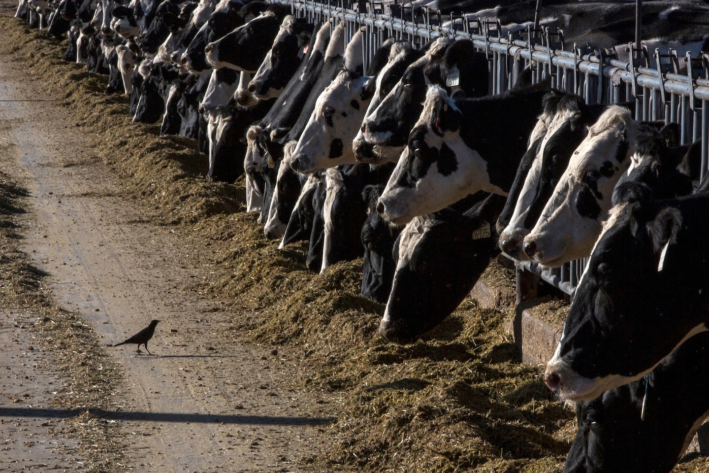 "Highly Pathogenic Avian Influenza Strikes Texas and Kansas Dairy Cattle"