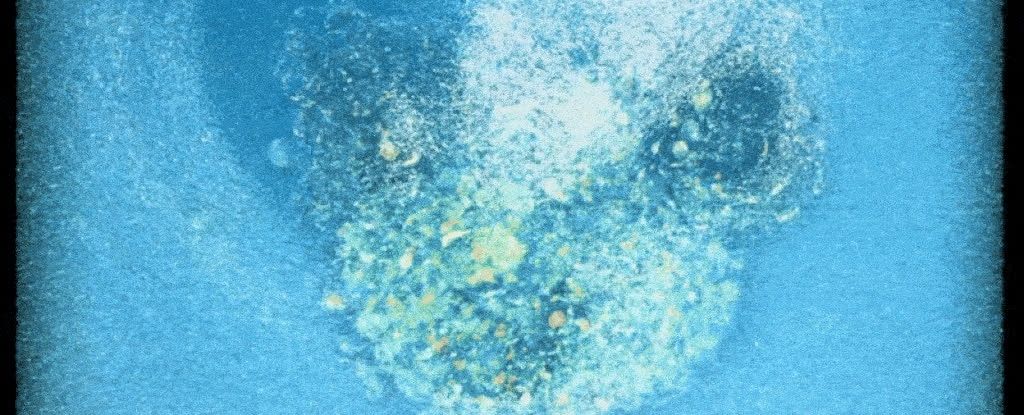 Featured image for Scientists Capture First Live Footage of Human Embryo Implantation