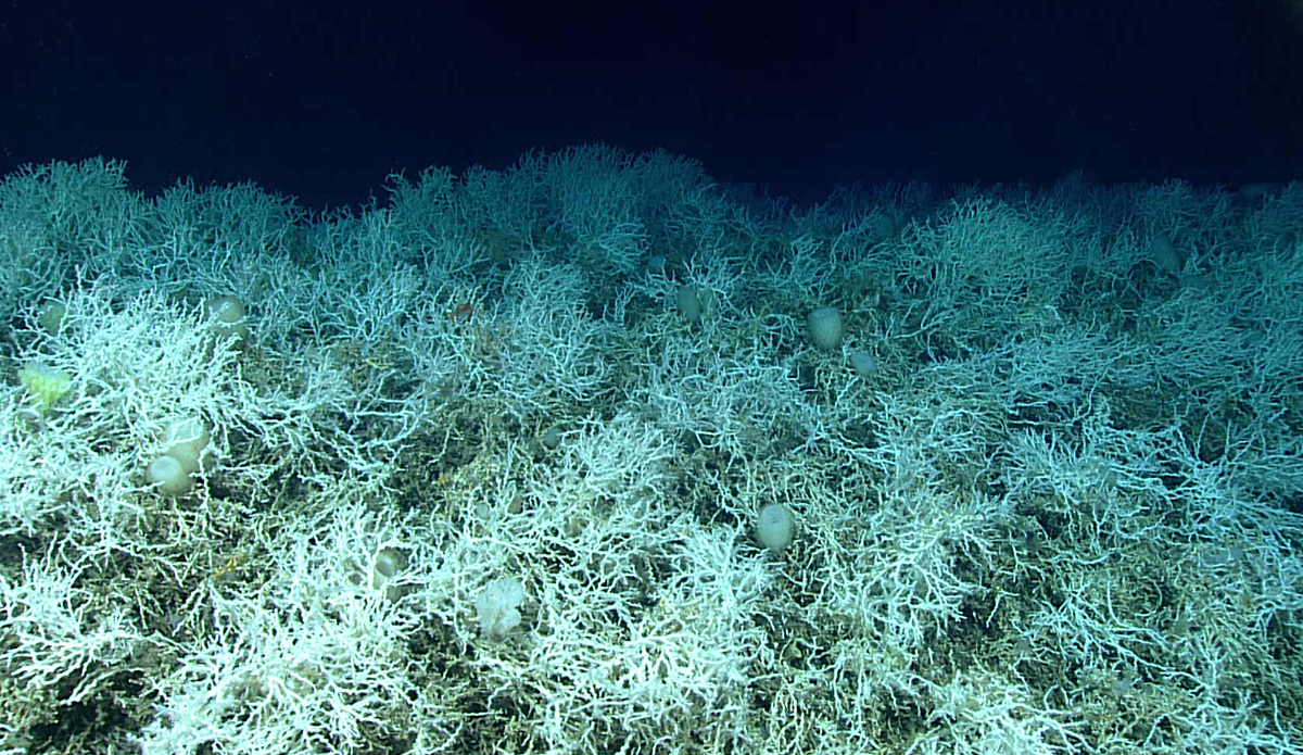 "Discovery of the World's Largest Deep-Sea Coral Reef Ecosystem"