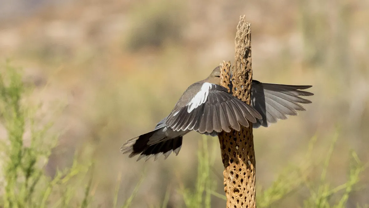Featured image for "Hilarious Animal Antics: The Best Comedy Wildlife Photos of 2023"