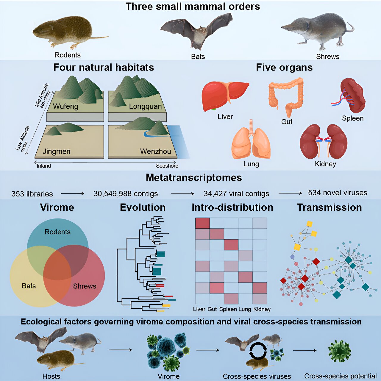 Featured image for "Small Furry Animals Show Cross-Species Virus Transmission"