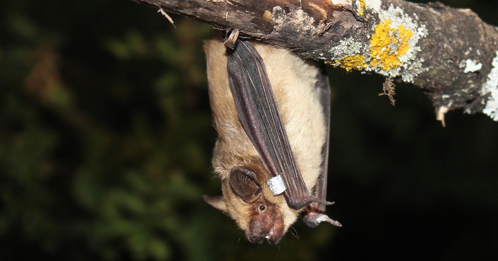Unconventional Mating: Bat's Arm-Like Penis Surprises Researchers