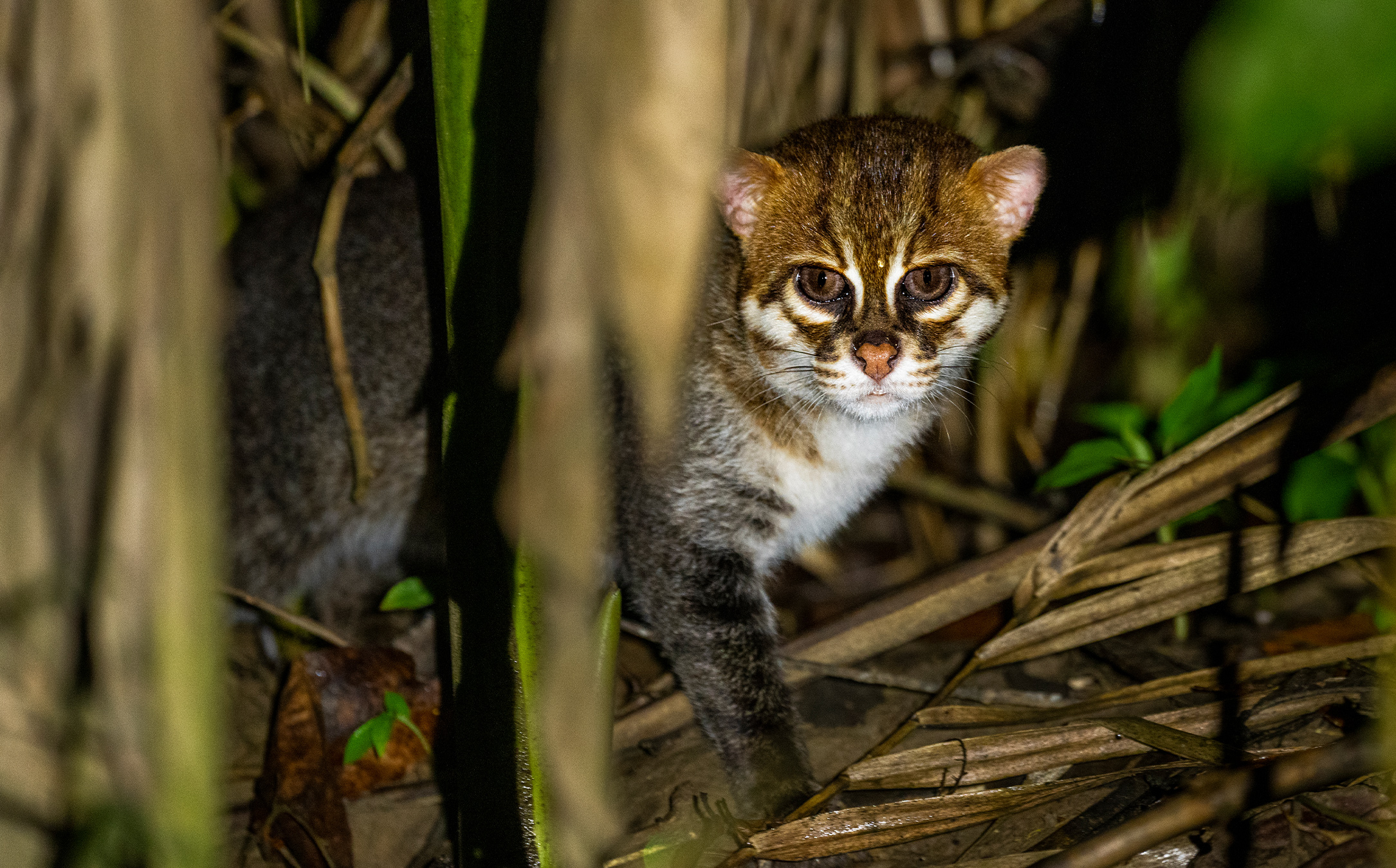 Featured image for Rare Flat-Headed Cat Reappears in Thailand After 30 Years
