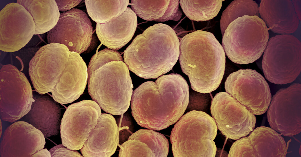 Scientists Discover Breakthrough Solution to Combat Drug-Resistant Gonorrhea