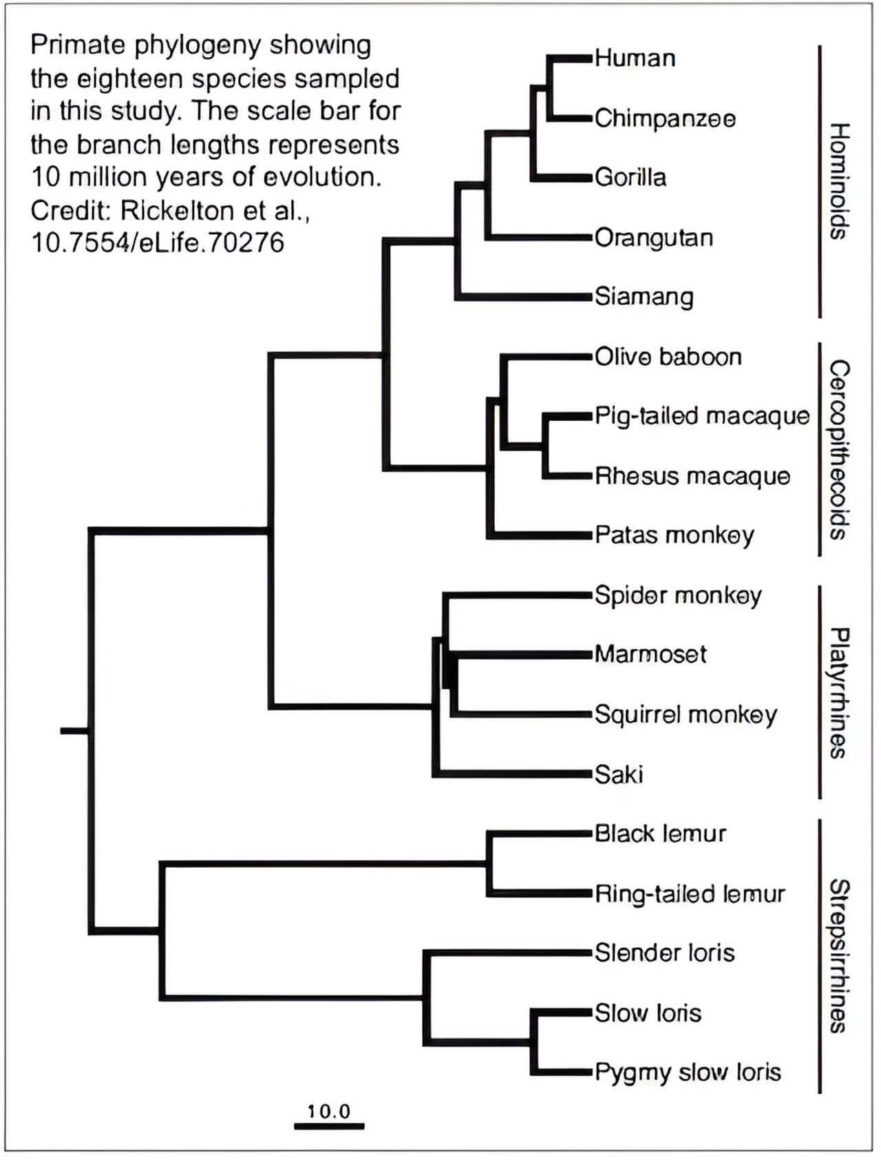 Featured image for "Gene Expression's Impact on Primate Brain Evolution Explored in Comprehensive Study"