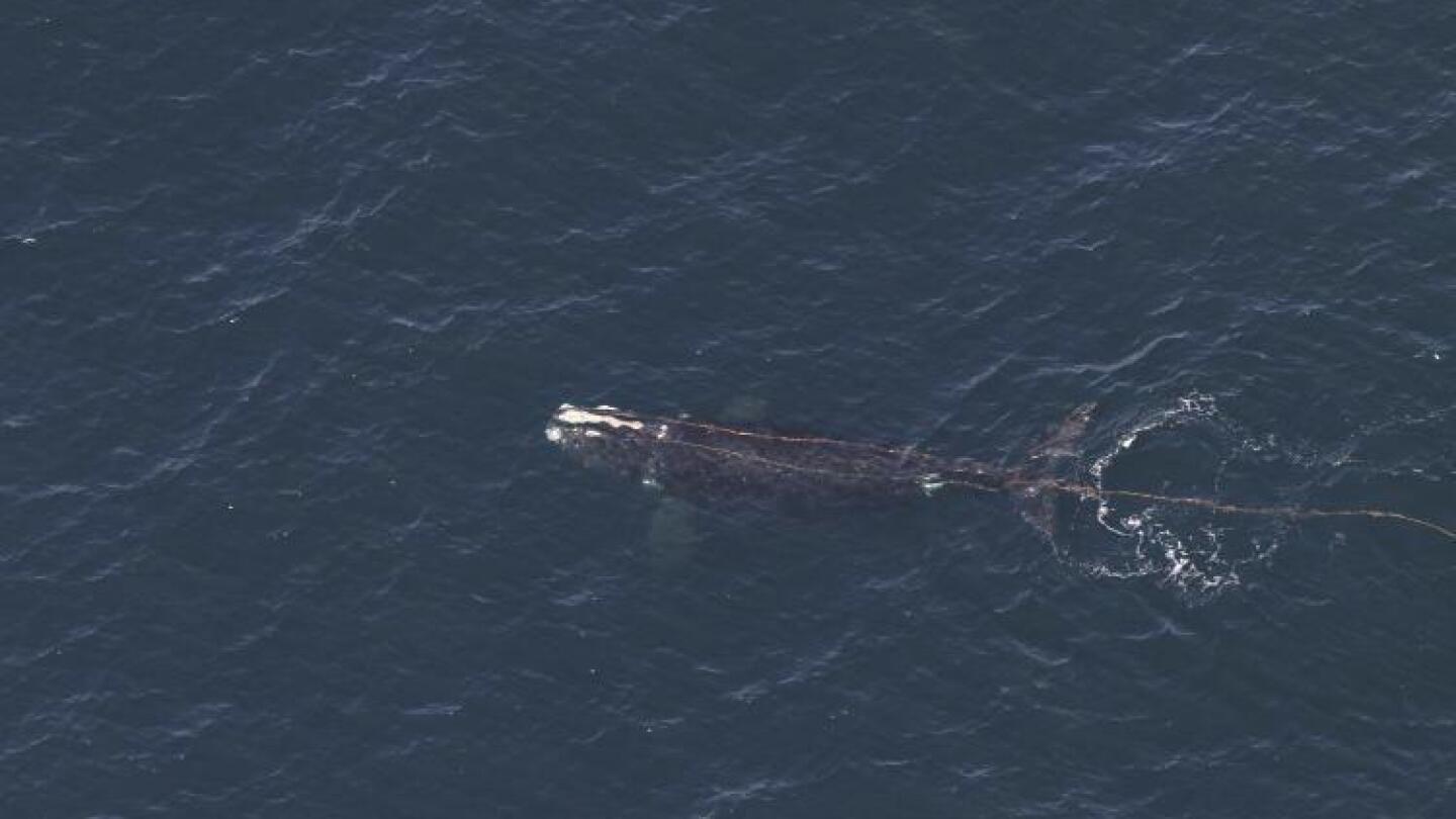 Featured image for "Endangered Right Whale Found Entangled off New England in Devastating Year"
