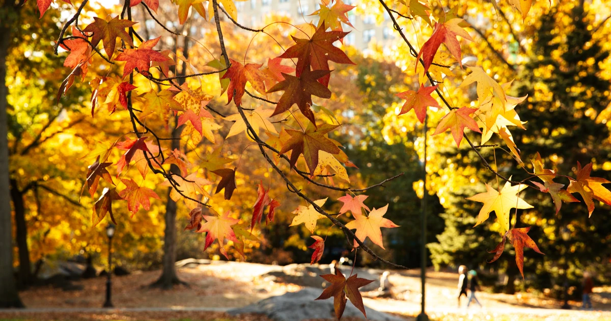 Featured image for Drought Shortens Fall Foliage, Yet Tourists Still Flock to Colorful Spots