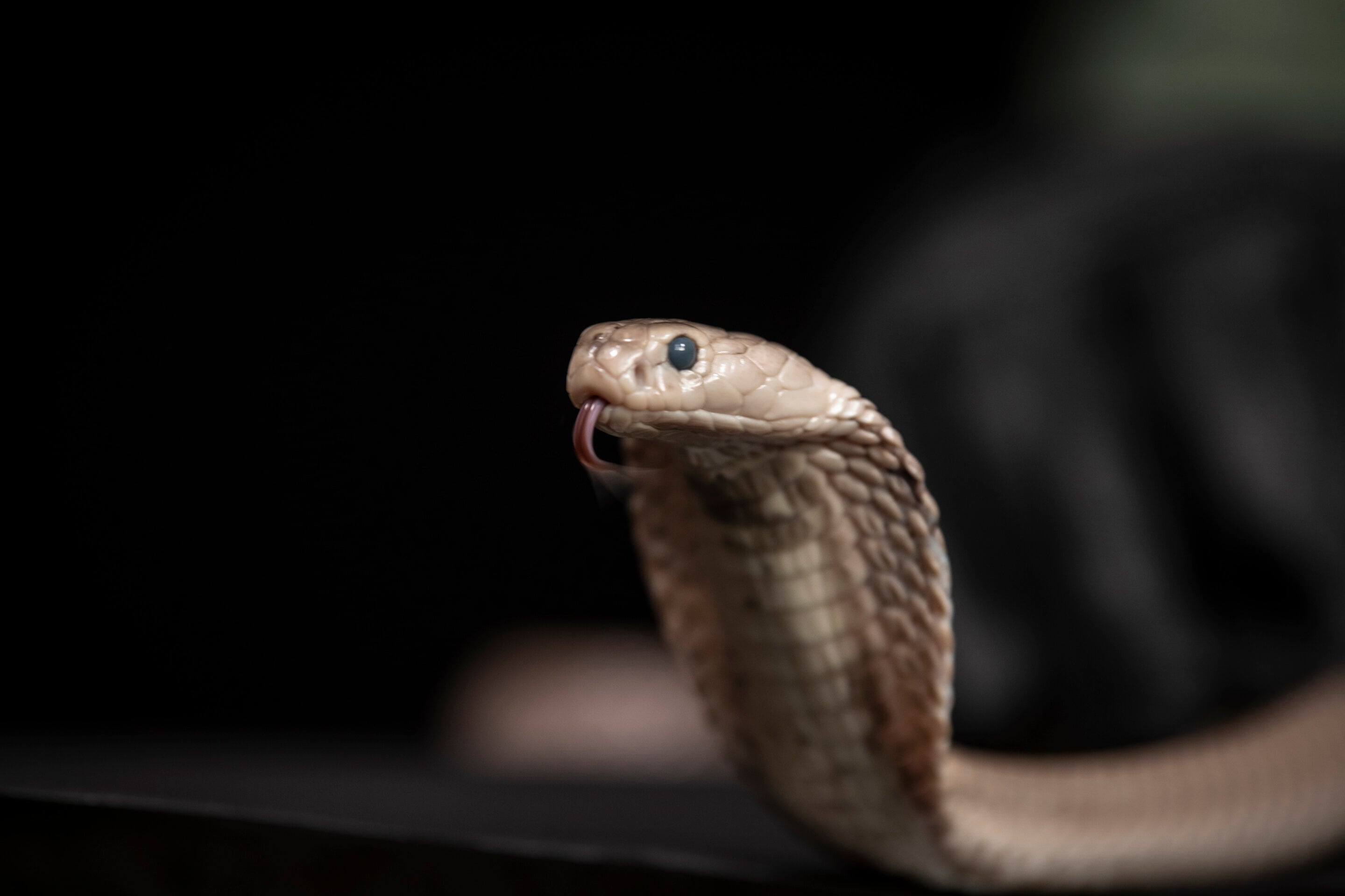 Featured image for "Breakthrough: Universal Antivenom Offers Hope for Lethal Snakebites"