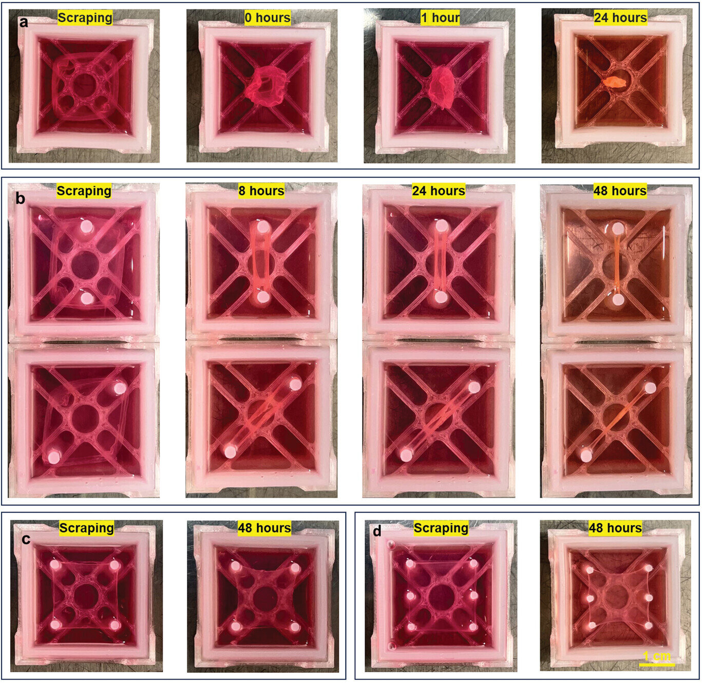 Revolutionary Muscle Regeneration Technique Developed by Scientists