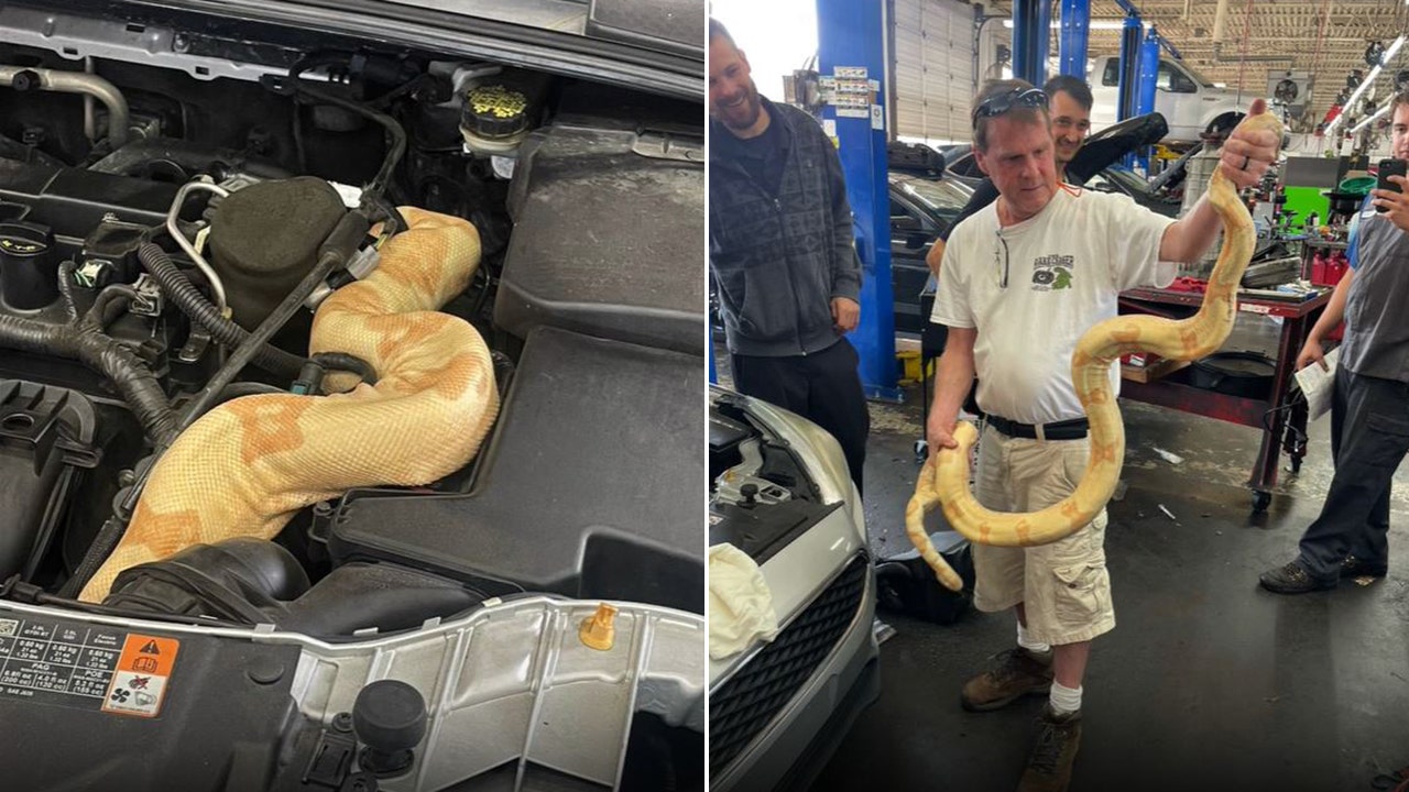 Featured image for "Surprising Discovery: Albino Boa Constrictor Found Coiled Around Car Engine in South Carolina"
