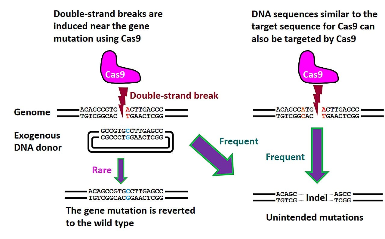 Featured image for Enhancing Genome Editing with the NICER Method