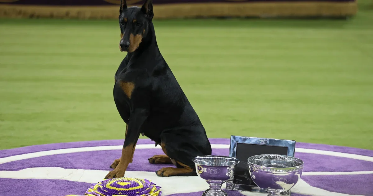 Doberman Penny Crowned Best in Show at Westminster's 150th Edition