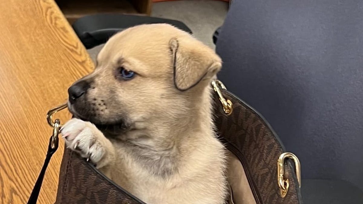 Puppy survives being thrown from car during LAPD chase.